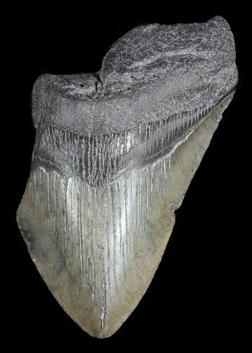 Partial, Fossil Megalodon Tooth #52998